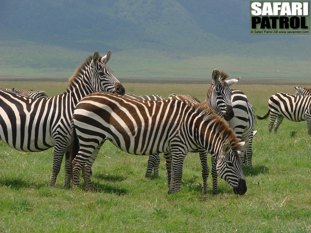 Zebror. (Ngorongorokratern, Tanzania)