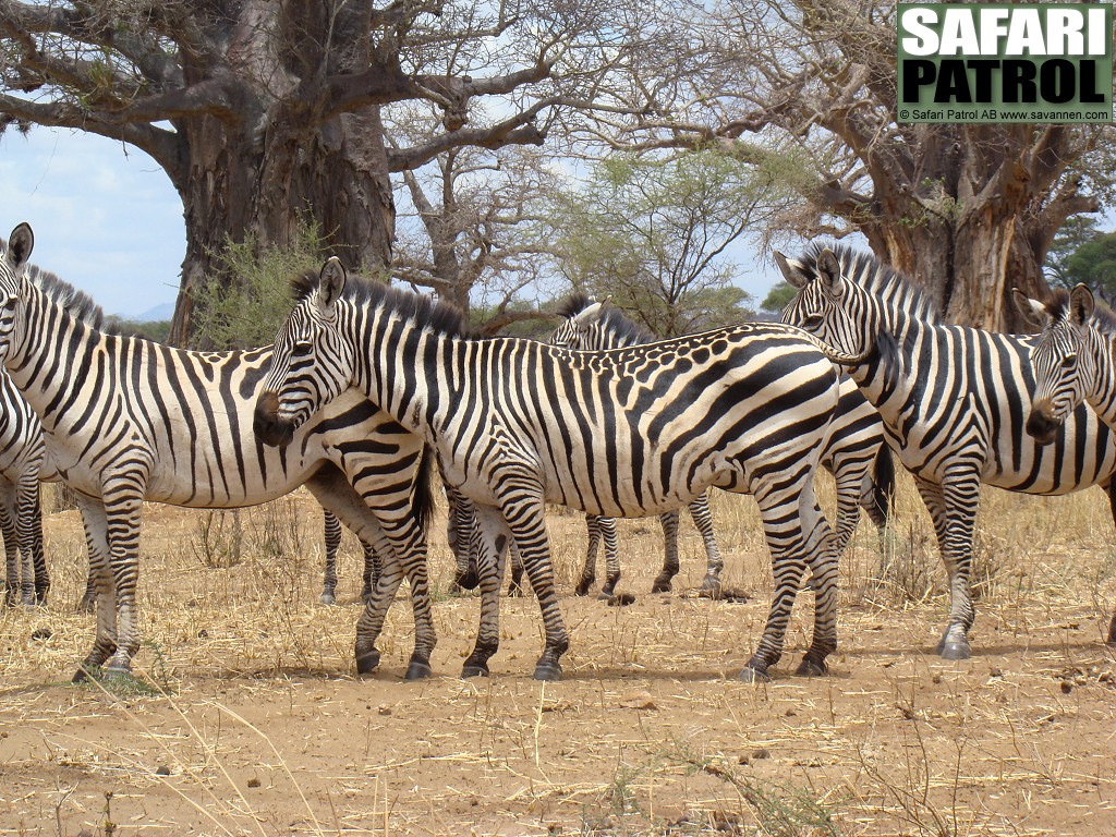 Zebra med udda teckning. (Tarangire National Park, Tanzania)