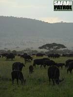 Afrikanska bufflar. (Seronera i Serengeti National Park, Tanzania)