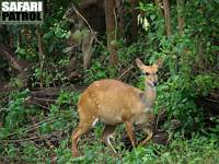 Buskbock. (Lake Manyara National Park, Tanzania)