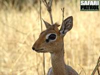 Dikdik, den minsta antiloparten i stafrika. (Tarangire National Park, Tanzania)