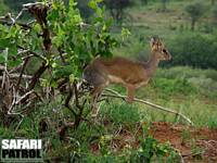 Dikdik. (Tarangire National Park, Tanzania)