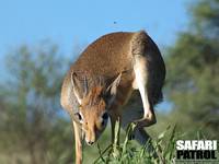 Dikdik. (Tarangire National Park, Tanzania)