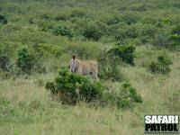 Eland, den strsta antiloparten i stafrika. (Masai Mara National Reserve, Kenya)