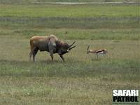 Eland mter Thomsons gasell. (Ngorongorokratern, Tanzania)