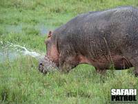 Flodhst. (Masai Mara National Reserve, Kenya)