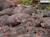 Flodhstar. (Retima Hippo Pool i centrala Serengeti National Park, Tanzania)