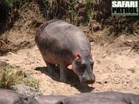 Flodhst p land vid Retima Hippo Pool. (Centrala Serengeti National Park, Tanzania)