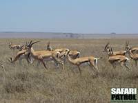 Grants gaseller. (Sdra Serengeti National Park, Tanzania)