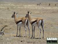 Thomsons gaseller. (Ngorongorokratern, Tanzania)