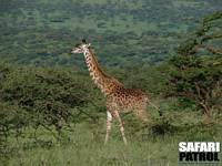 Massajgiraff i hglandet. (Ngorongoro Conservation Area, Tanzania)