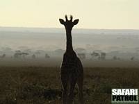 Giraffkalv. (Vstra Seronera i centrala Serengeti National Park, Tanzania)