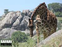 Massajgiraff. (Serengeti National Park, Tanzania)