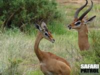 Giraffgaseller (som ocks kallas gerenuker). (Samburu National Reserve, Kenya)