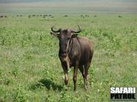 Gnu. (Ngorongorokratern, Tanzania)