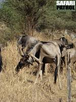 Gnuer. (Tarangire National Park, Tanzania)