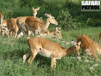 Impalaantiloper. (Seronera i Serengeti National Park, Tanzania)