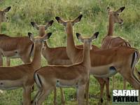 Impalaantiloper. (Seronera i Serengeti National Park, Tanzania)