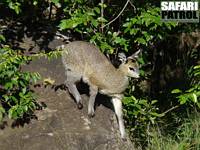 Klippspringare. (Lobo i norra Serengeti National Park, Tanzania)