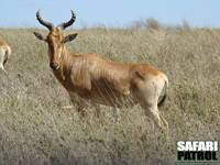 Koantilop. (Serengeti National Park, Tanzania)