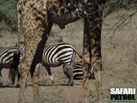 Giraff, zebror och vrtsvin. (Serengeti National Park, Tanzania)
