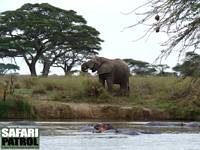 Elefant och flodhstar. (Seronera i centrala Serengeti National Park, Tanzania)