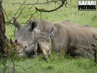 Trubbnoshrningar (kallas ocks vita noshrningar). (Lake Nakuru National Park, Kenya)