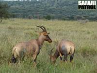 Topiantiloper. (Centrala Serengeti National Park, Tanzania)