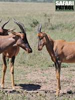 Topiantiloper. (Serengeti National Park, Tanzania)