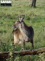 Vattenbock. (Seronera i centrala Serengeti National Park, Tanzania)