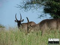 Vattenbockar. (Tarangire National Park, Tanzania)