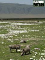 Vrtsvin omgivna av blomman White Ink. (Ngorongorokratern, Tanzania)