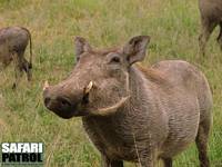 Vrtsvin. (Serengeti National Park, Tanzania)