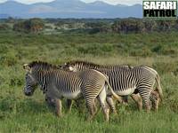 Grevyzebror. (Samburu National Reserve, Kenya)