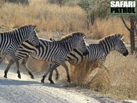 Zebror. (Tarangire National Park, Tanzania)