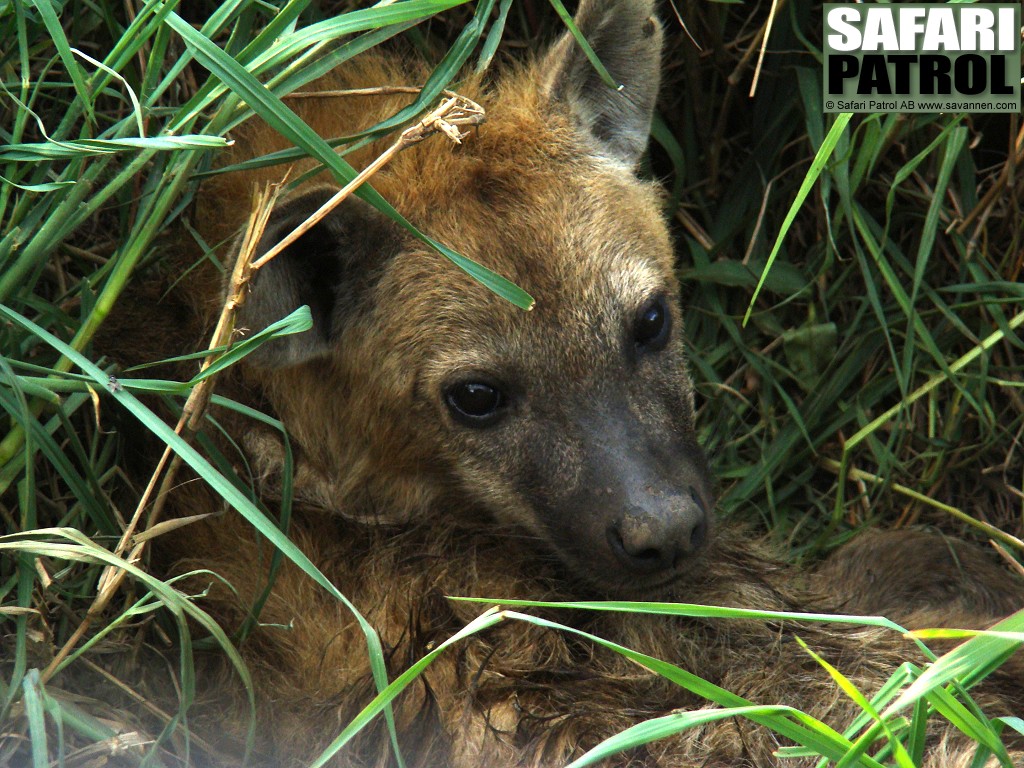 Flckig hyena. (Serengeti National Park, Tanzania)