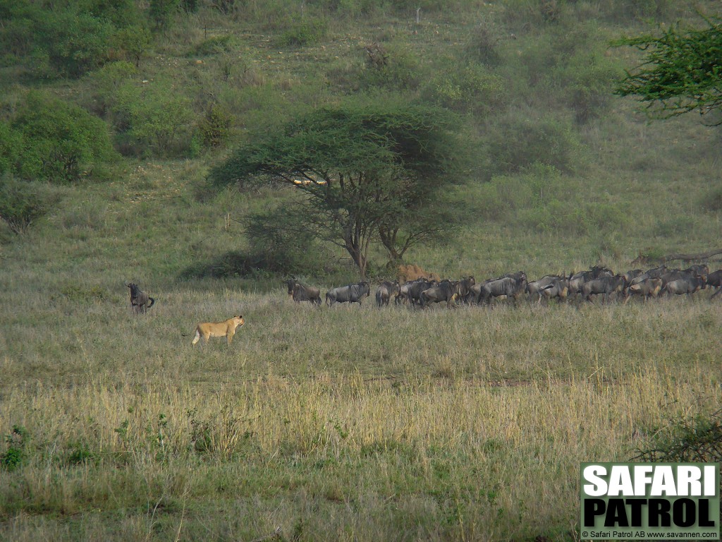 Lejon och gnuer. (Serengeti National Park, Tanzania)