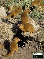 Dvrgmanguster. (Serengeti National Park, Tanzania)