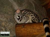 Genett p en lodge. (Ngorongoro Conservation Area, Tanzania)