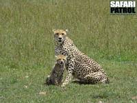 Geparder. (Masai Mara National Reserve, Kenya)