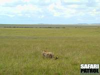 Gepard i savanngrset. (Masai Mara National Reserve, Kenya)