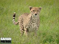 Gepard. (Sdra Serengeti National Park, Tanzania)