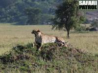 Gepard. (Moru Kopjes i sdra Serengeti National Park, Tanzania)