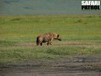 Flckig hyena. (Ngorongorokratern, Tanzania)