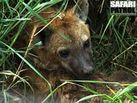 Flckig hyena. (Serengeti National Park, Tanzania)