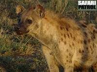 Flckig hyena. (Seronera i centrala Serengeti National Park, Tanzania)