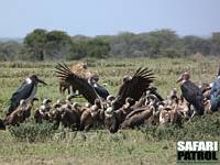 Flckiga hyenor anlnder till kadaver. Kring kadavret syns vitryggade gamar, ett par rppelgamar och maraboustorkar. (Sdra Serengeti National Park, Tanzania)