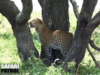 Leopard. (Sdra Serengeti National Park, Tanzania)