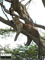 Leopard. (Sdra Serengeti National Park, Tanzania)