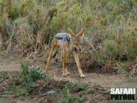 Svartryggad schakal. (Serengeti National Park, Tanzania)